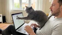 L'ossessione del gatto per il padrone: perché il gatto mi segue ovunque?