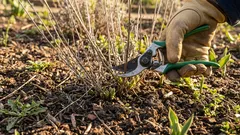 Come potare la lavanda in primavera: una guida dettagliata per una fioritura rigogliosa