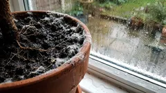 Il terreno è ricoperto di muffa o brulica di mosche: cause e soluzioni.