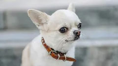 7 razze di cani con abitudini divertenti che strappano un sorriso ai proprietari e ai passanti