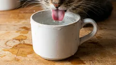 Perché il gatto beve dalla tua tazza invece che dalla ciotola? Cosa succede in realtà